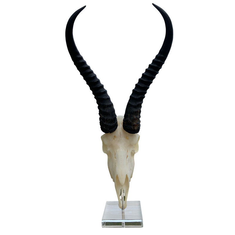 Brisny Real Springbok Skull on Acrylic Base