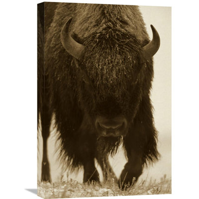 " American Bison "