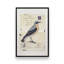 Wheatear by Deborah Revell Art Print-1991713421-1991713457-1991713466