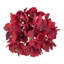 Fausse tige d'hortensia-40159557