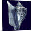 « Indigo shells I » par vision studio-impression-1160195865-1160195847
