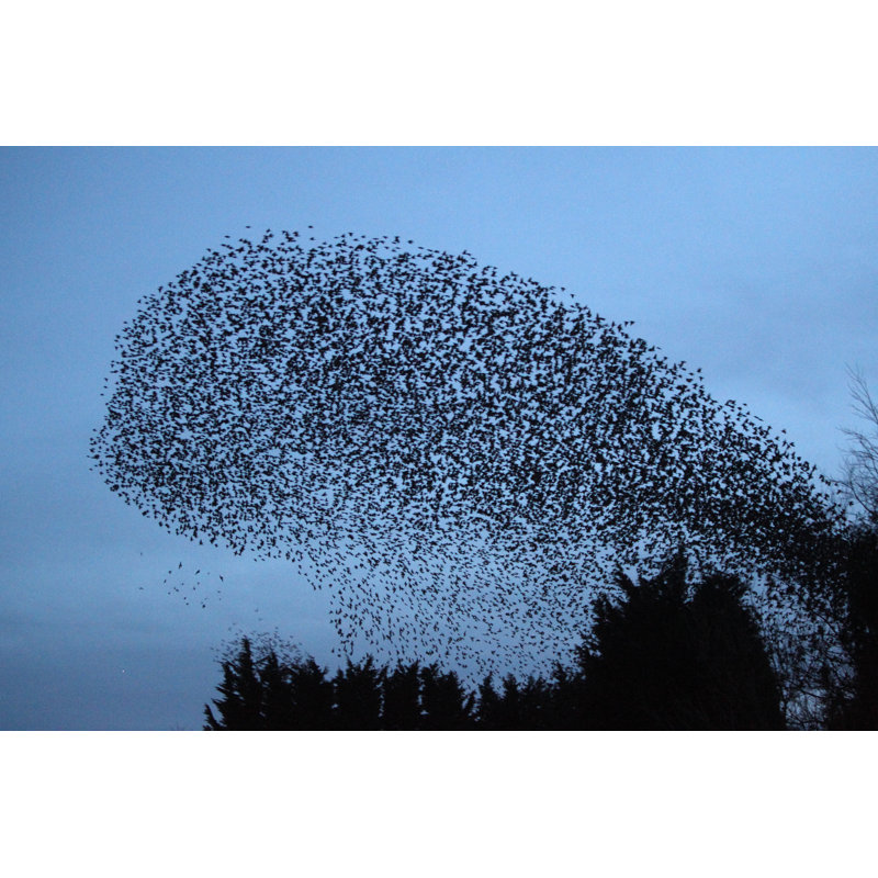 «Starling, Sturnus Vulgaris» par Mikelane45 - photographie sur toile tendue, L 12 po x H 8 po