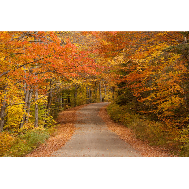Winding Road Through A Forest by ImagineGolf - No Frame Art Prints on Canvas, 61cm H x 91cm W