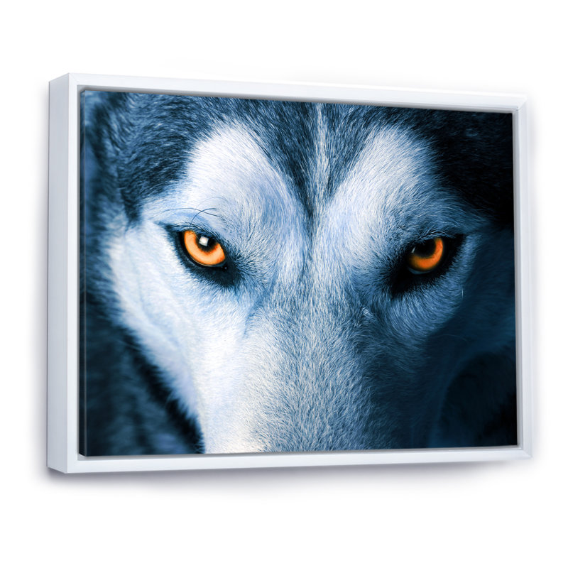 «Eyes Of Wolf», reproduction sur toile flottante, H 30 po x l 40 po x P 1,5 po, Cadre flottant blanc