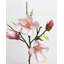 Tige de magnolia rose 20 po