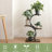 Keyonna Plant Stand