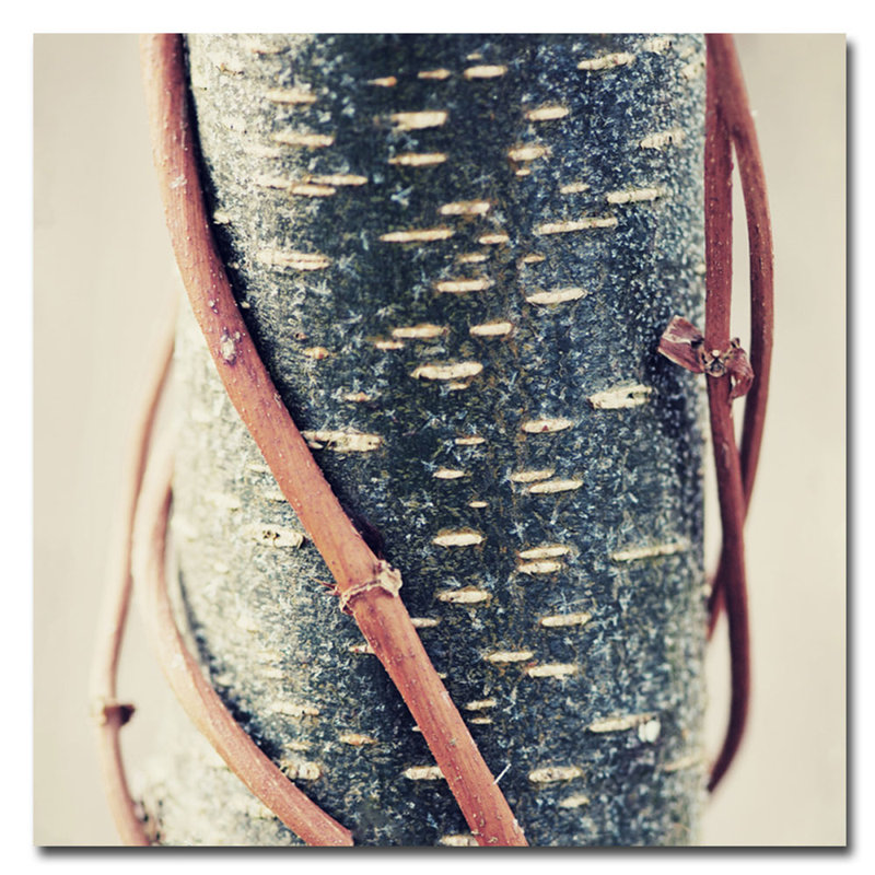 "Linked" by Philippe Sainte-Laudy Framed Photographic Print on Wrapped Canvas, 18" H x 18" W x 2" D