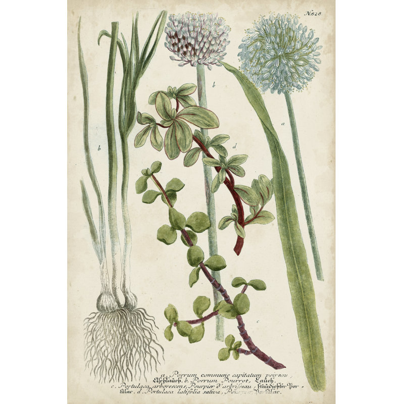 " Allium " by Weinmann Painting Print, 36" H x 24" W x 1.25" D
