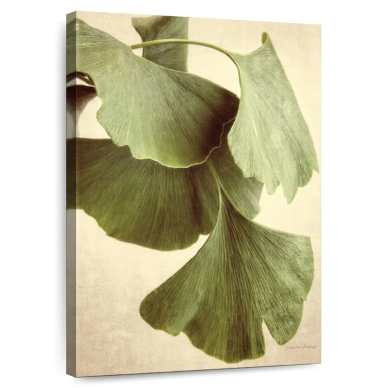Couleur Harnek Ginkgo, H 30 po x l 20 po