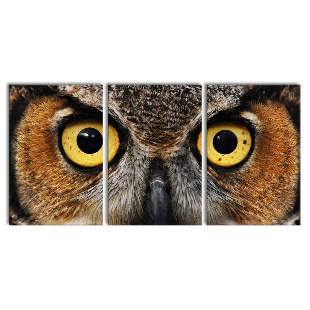 3-tlg. Leinwandbilder-Set Alert Owl