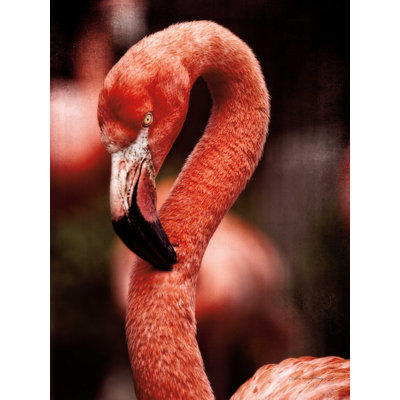 «Caribbean Flamingo II» par Debra Van Swearingen - impression sur toile tendue