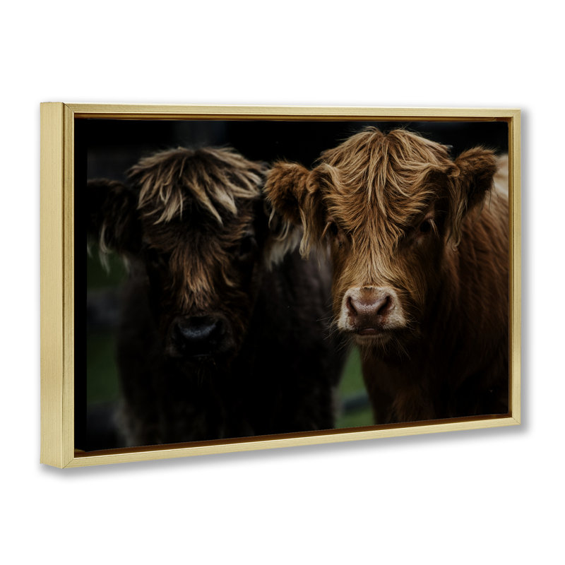 Cadre flottant Cow Face Highland pair, design par Amy Carroll, H 21 po x l 31 po, Cadre flottant métallique doré