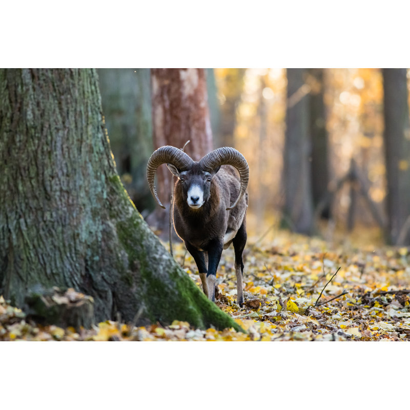 Northmoor Mouflon by Jarrycz - Wrapped Canvas Print, 30cm H x 46cm W x 3.8cm D