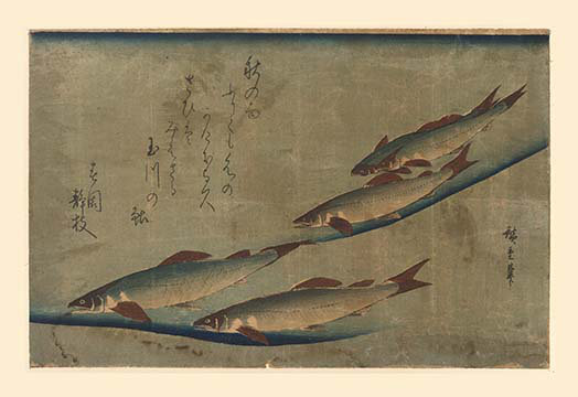" Salmon Run "