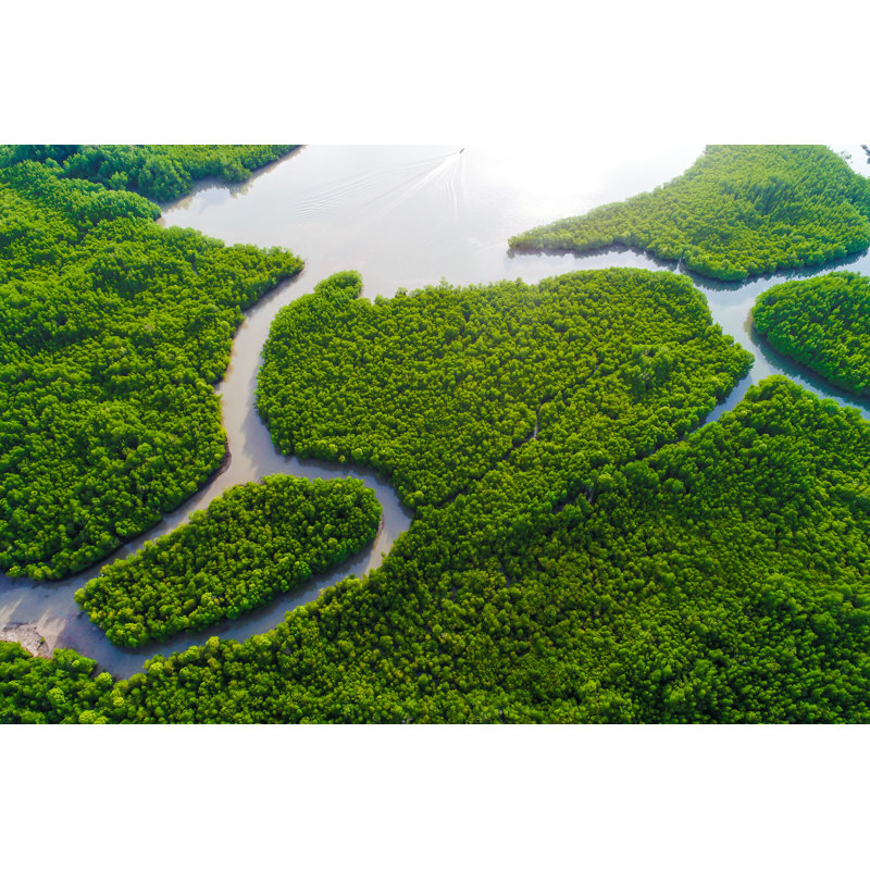 Mangrove Forest Sea - Photographie sur toile tendue, H 8 po x l 12 po