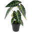 18 plantes