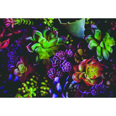 " Colorful Succulents "