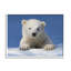 Bébé ours polaire regardant par Shane Lamb-93847487-93849973