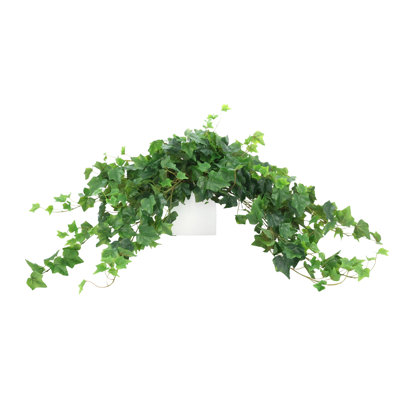 English Ivy in Square Fiberstone Pot