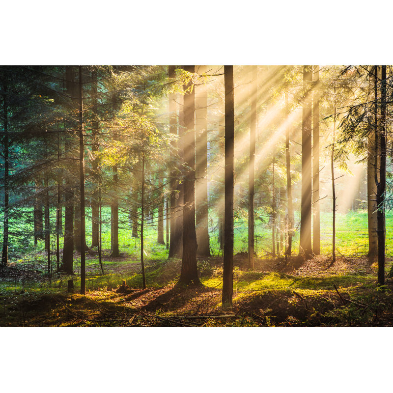 Autumn Forest by Konradlew - Wrapped Canvas Print, 51cm H x 76cm W x 3.8cm D