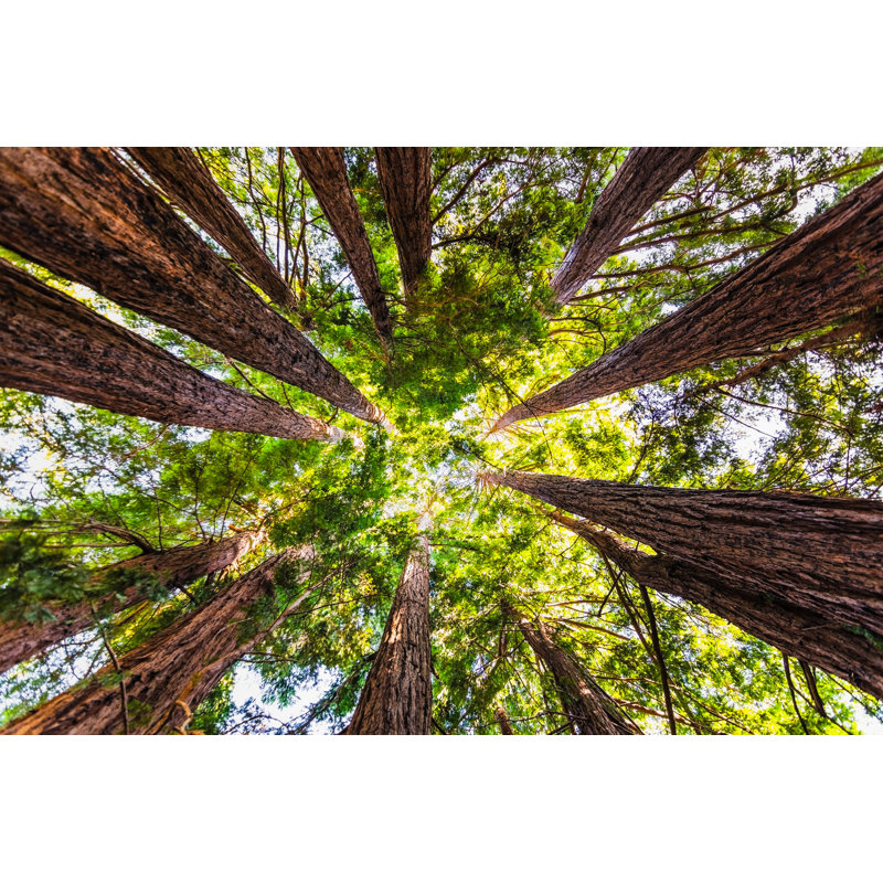Redwood Forest - Photographie sur toile tendue, H 8 po x l 12 po