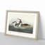 Crested Grebe by John James Audubon - Picture Frame Painting Print-55490522-55490523