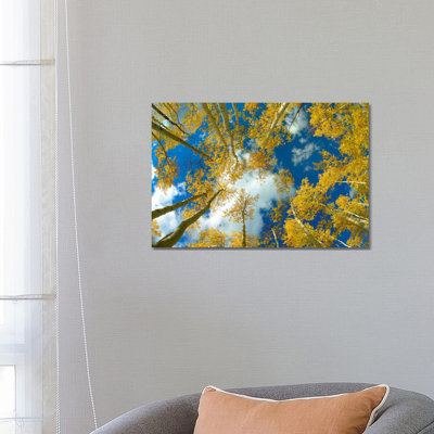 Looking Up At Blue Sky Through A Canopy Of Fall Colored Aspen Trees, Colorado by Tim Fitzharris - Wrapped Canvas Print