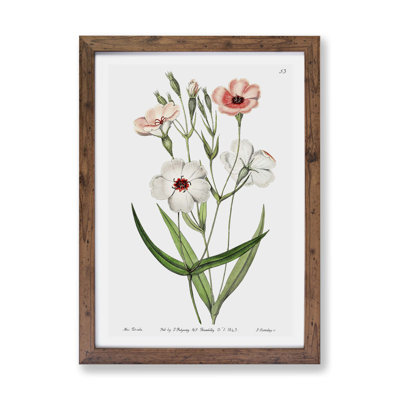 Viscaria Flowers - Framed Print