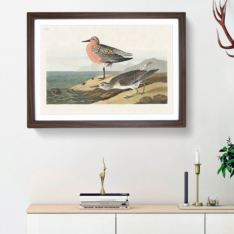 Red-Breasted Sandpiper by John James Audubon - Picture Frame Painting Print, Walnut Framed, 27cm H x 36cm W x 2cm D