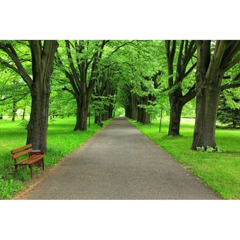 Path in Park by Macroworld, 24" H x 36" W