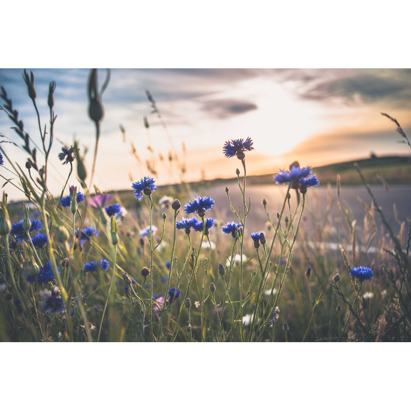 Meadow At Summertime - Photographie sur toile tendue, H 20 po x l 30 po