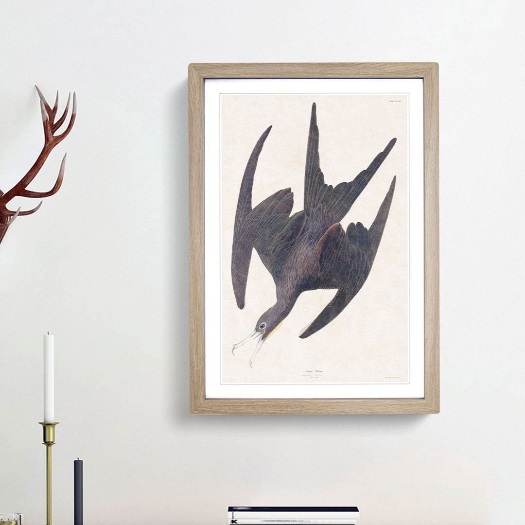 Frigate Pelican by John Audubon - Framed Print
