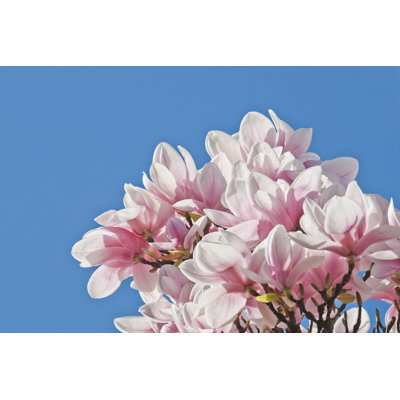 Blossoming Magnolia - Wrapped Canvas Print