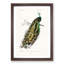 Indian Peacock by Charles D' Orbigny - Picture Frame Painting Print-55769174-55769171