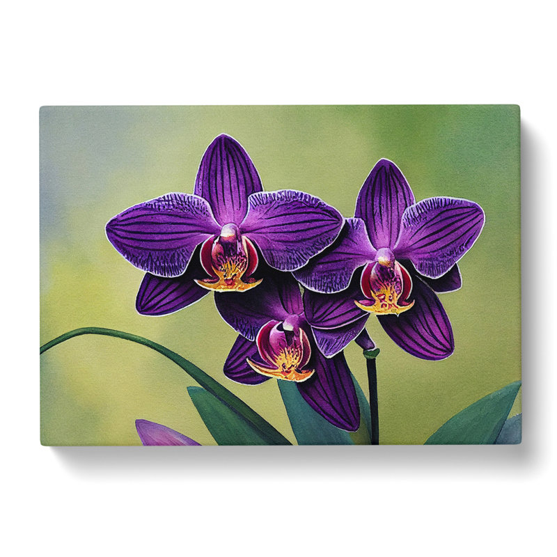 Gorgeous Orchid Flowers - Wrapped Canvas, 50cm H x 76cm W x 3cm D