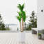 147cm Plant