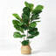 99cm Plant