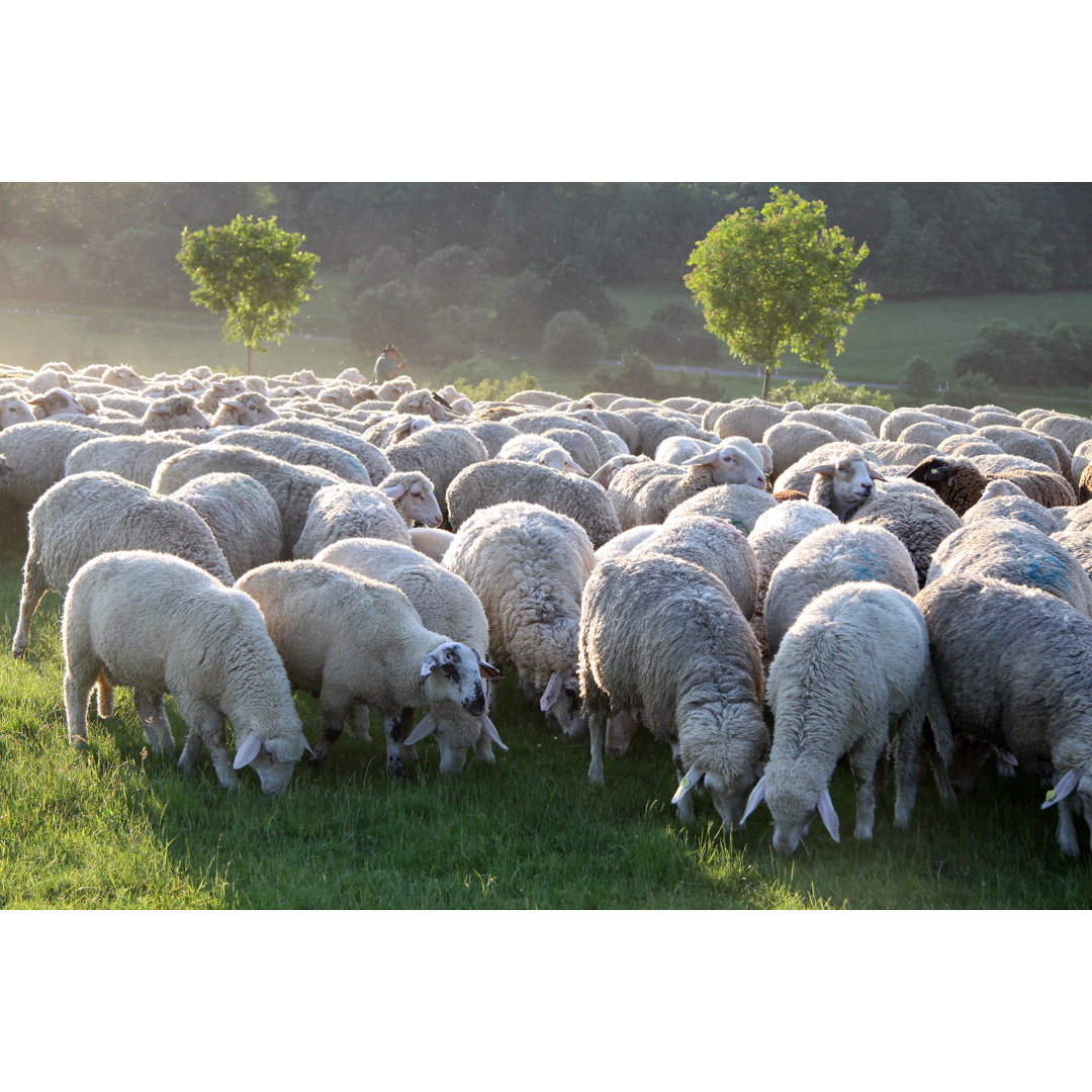 Flock Of Sheep - Wrapped Canvas Print