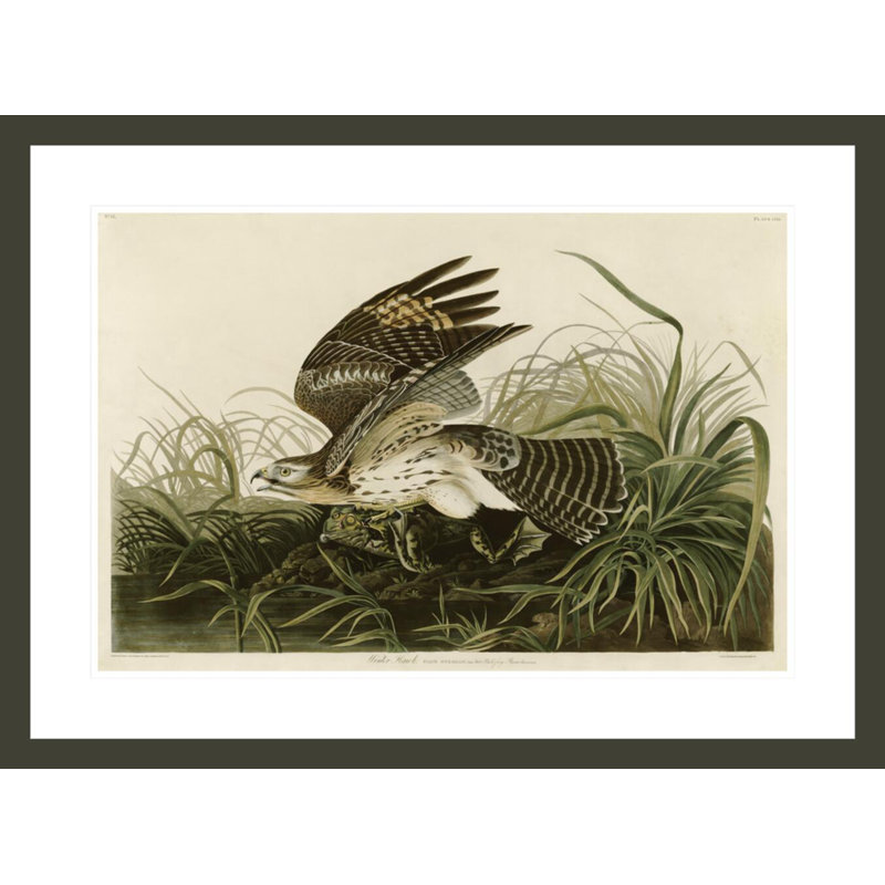 «Winter Hawk» par John James Audubon, impression giclée sur cadre, H 21,81 po x l 29,5 po