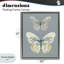 Cadre flottant Papillon, étude par Carol Robinson-1030999592-1030999594