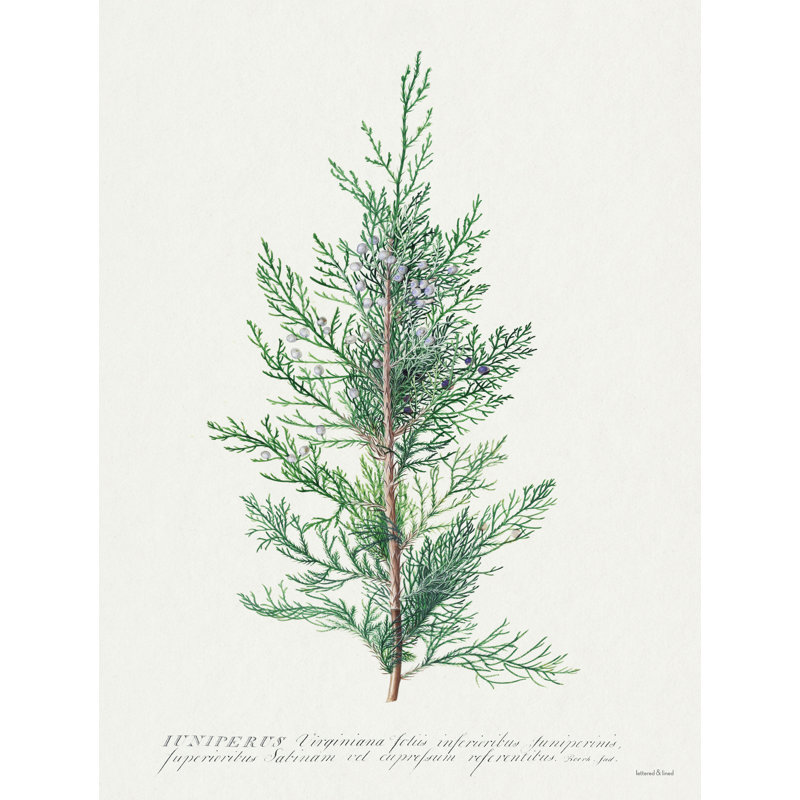 " Juniperus " by Lettered & Lined, 48" H x 32" W x 1.25"D