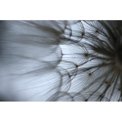 Macro Dandelion XII by Renée W. Stramel - Photograph