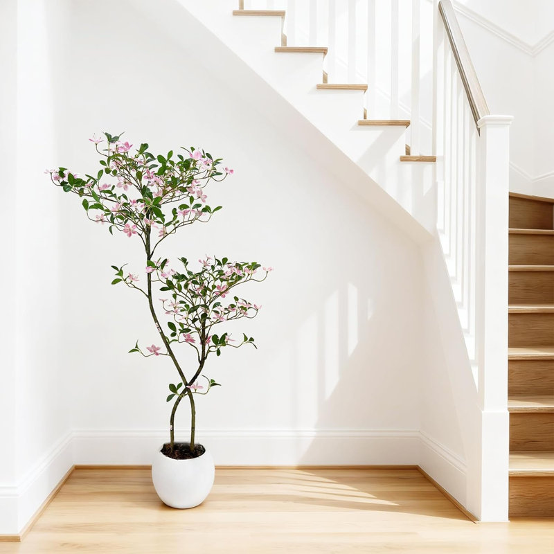11.42cm Plant