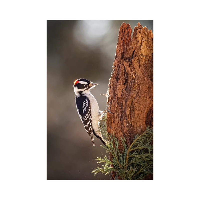Downey Woodpecker by Karen Burke - Wrapped Canvas Print, 66.04cm H x 45.72cm W x 1.905cm D