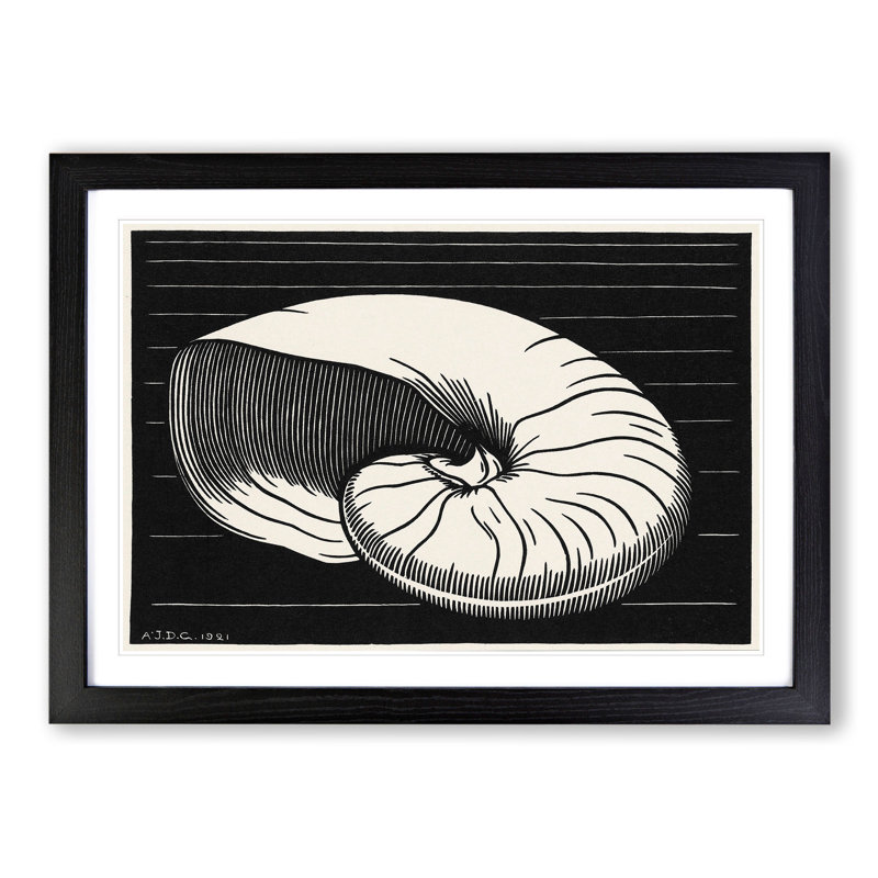 Shell by Julie De Graag - Picture Frame Painting, Black Framed, 48cm H x 65cm W x 2cm D