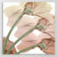 Peach Luster Cyclamen - Wrapped Canvas Print-342500630