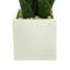 Classic Snake Plant in Fiberstone Pot