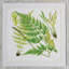 Brilliant Fern II Print