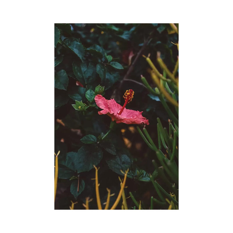 California Bloom by Bethany Young - Print on Canvas, Wrapped Canvas, 45.72cm H x 30.48cm W x 1.91cm D