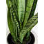 Fausse plante dracéna en pot Rummond-49421110-49421111